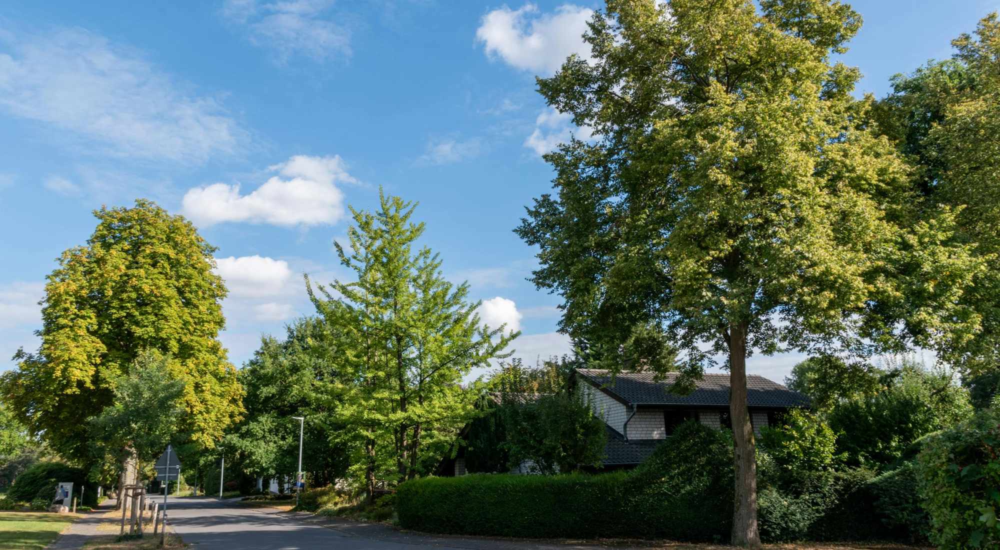 A peaceful tree-lined residential street of homes under a clear blue sky
