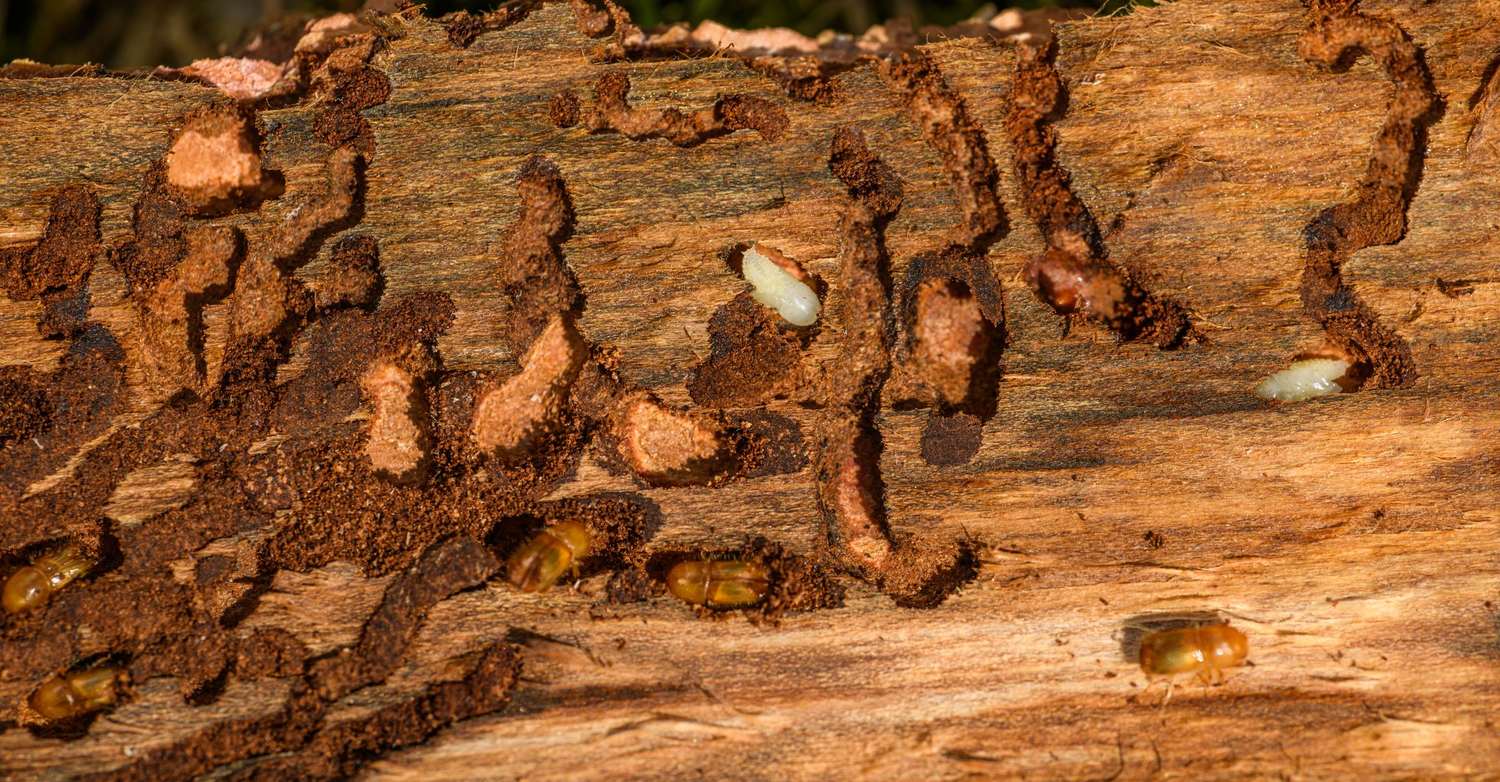 A close-up of wood riddled with tunnels and damage left behind by wood-boring insects
